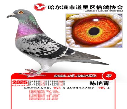 道里五关鸽王60组163名(200组115名)