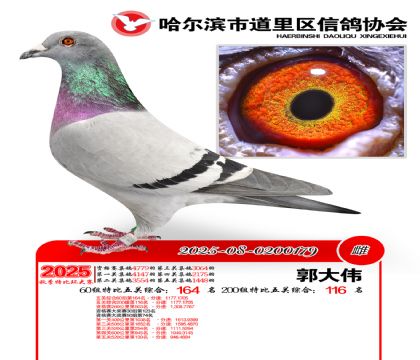 道里五关鸽王60组164名(200组116名)