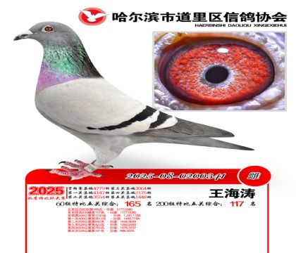 道里五关鸽王60组165名(200组117名)