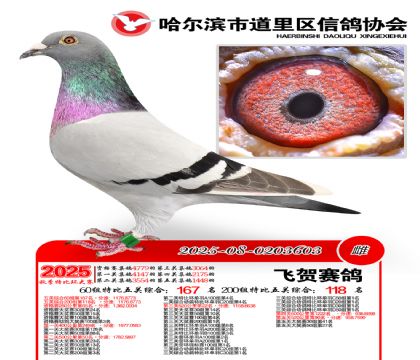 道里五关鸽王60组167名(200组118名)