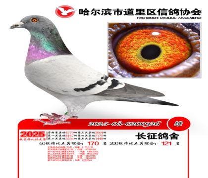 道里五关鸽王60组170名(200组121名)