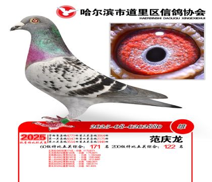 道里五关鸽王60组171名(200组122名)