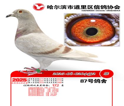 道里五关鸽王60组172名