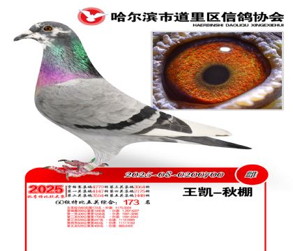 道里五关鸽王60组173名