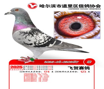 道里五关鸽王60组174名(200组123名)