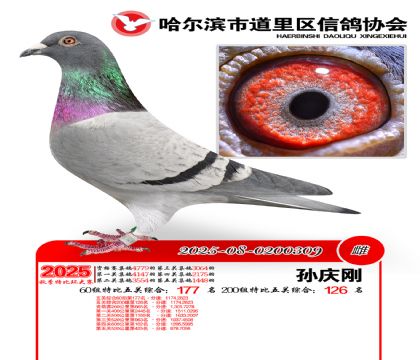 道里五关鸽王60组177名(200组126名)