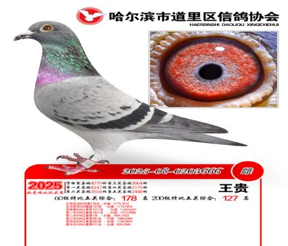 道里五关鸽王60组178名(200组127名)