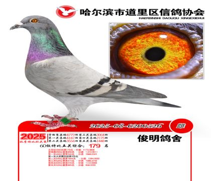 道里五关鸽王60组179名