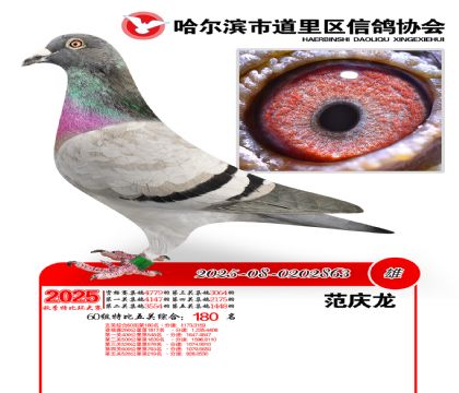 道里五关鸽王60组180名