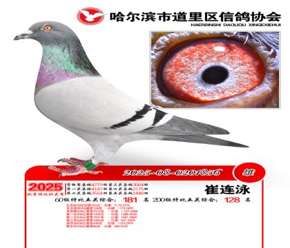 道里五关鸽王60组181名(200组128名)