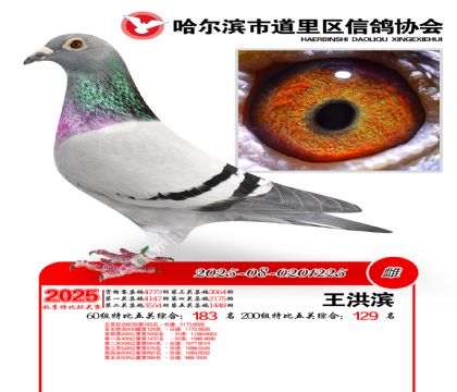 道里五关鸽王60组183名(200组129名)