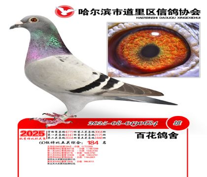 道里五关鸽王60组184名