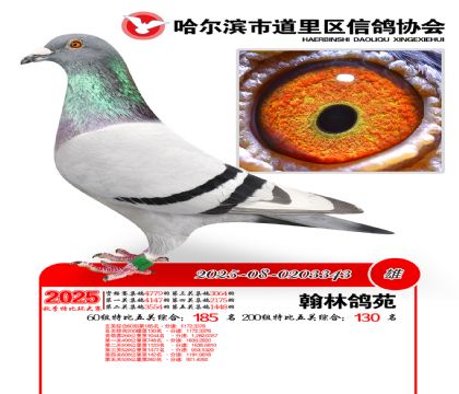 道里五关鸽王60组185名(200组130名)