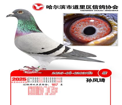 道里五关鸽王60组187名