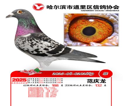 道里五关鸽王60组188名(200组132名)