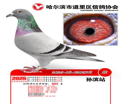 道里五关鸽王60组189名