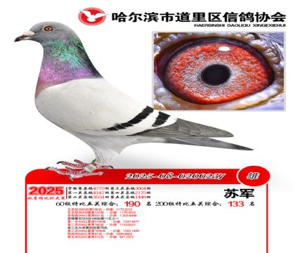 道里五关鸽王60组190名(200组133名)