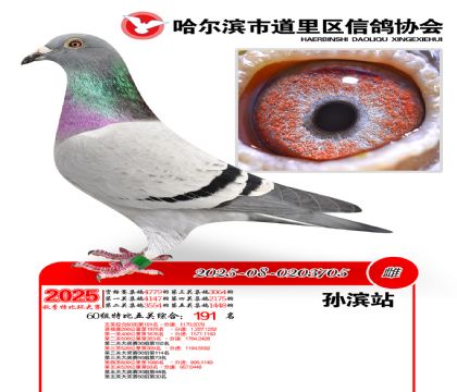 道里五关鸽王60组191名