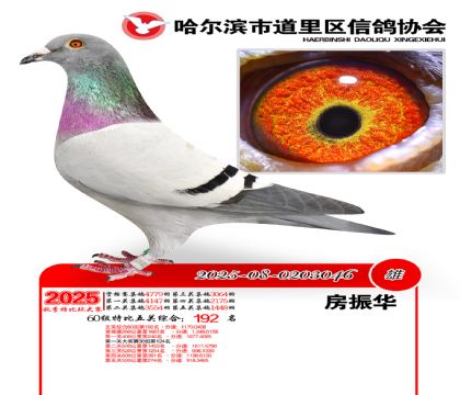 道里五关鸽王60组192名