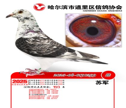道里五关鸽王60组193名