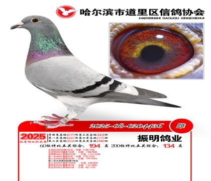 道里五关鸽王60组194名(200组134名)