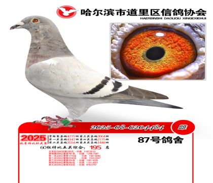 道里五关鸽王60组195名