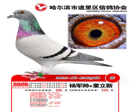 道里五关鸽王60组196名(200组135名)