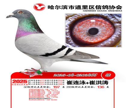 道里五关鸽王60组197名(200组136名)