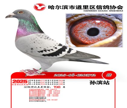 道里五关鸽王60组198名