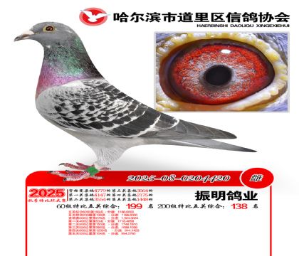 道里五关鸽王60组199名(200组138名)