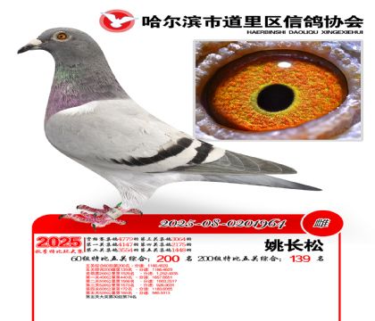 道里五关鸽王60组200名(200组139名)
