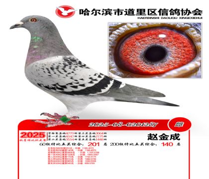 道里五关鸽王60组201名(200组140名)