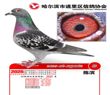 道里五关鸽王60组202名