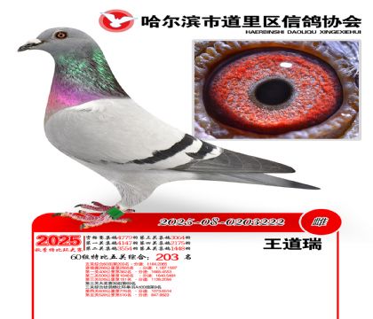 道里五关鸽王60组203名