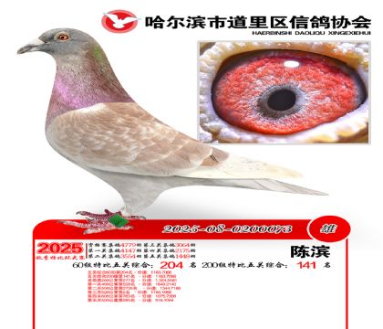 道里五关鸽王60组204名(200组141名)