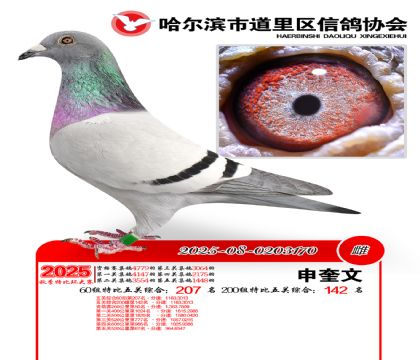 道里五关鸽王60组207名(200组142名)