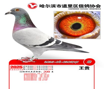 道里五关鸽王60组209名