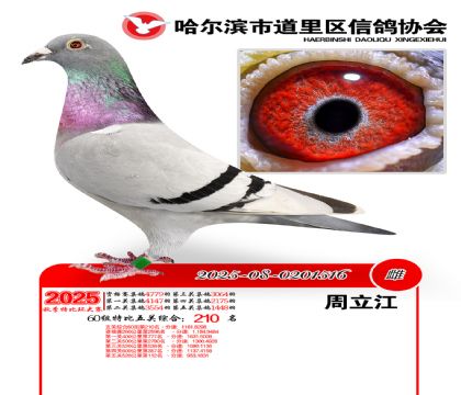 道里五关鸽王60组210名