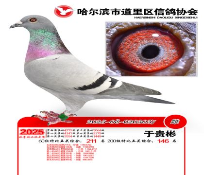 道里五关鸽王60组211名(200组146名)