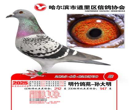 道里五关鸽王60组212名(200组147名)