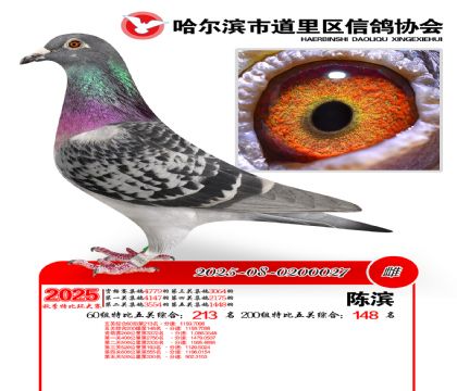 道里五关鸽王60组213名(200组148名)