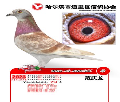 道里五关鸽王60组214名