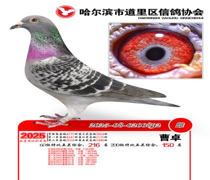 道里五关鸽王60组216名(200组150名)