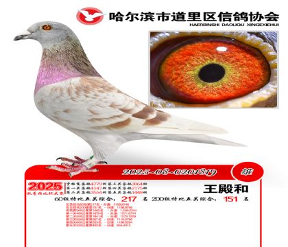 道里五关鸽王60组217名(200组151名)