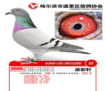 道里五关鸽王60组218名(200组152名)