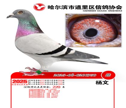 道里五关鸽王60组220名