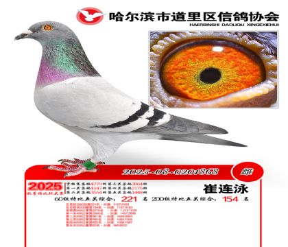 道里五关鸽王60组221名(200组154名)