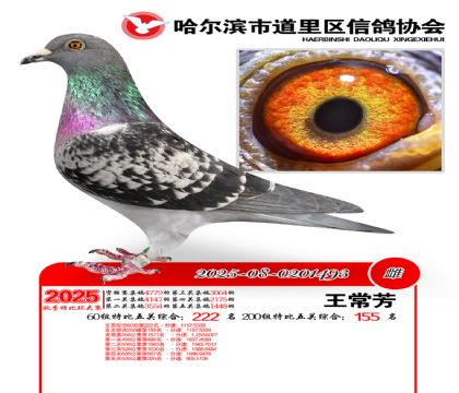 道里五关鸽王60组222名(200组155名)