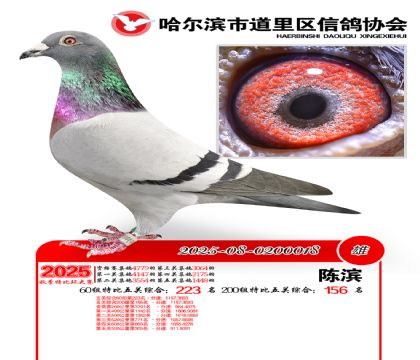 道里五关鸽王60组223名(200组156名)