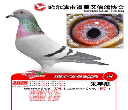 道里五关鸽王60组224名(200组157名)